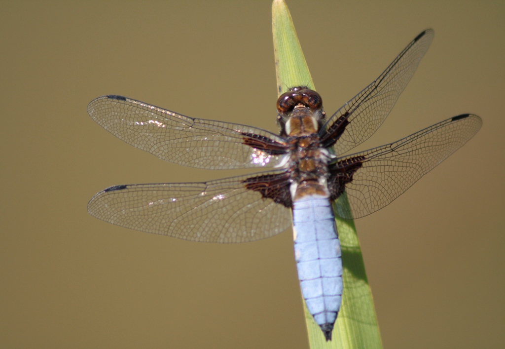 Libellula depressa nel mio piccolo stagno